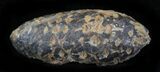 Agatized Fossil Pine (Seed) Cone From Morocco #30051-1